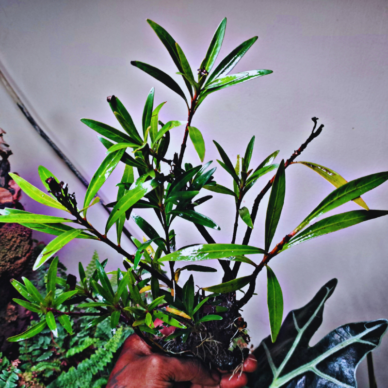 Mi Nuong (Homonoia riparia)