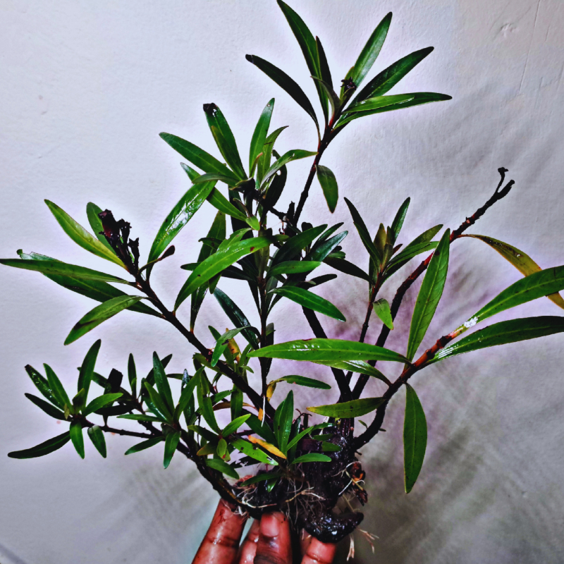Mi Nuong (Homonoia riparia)