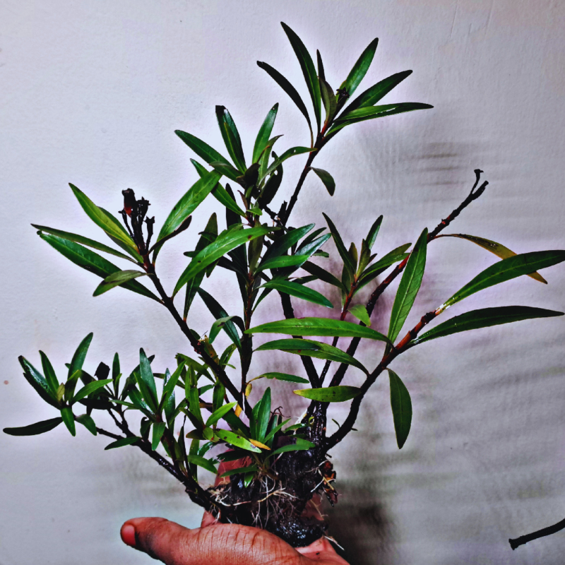 Mi Nuong (Homonoia riparia)