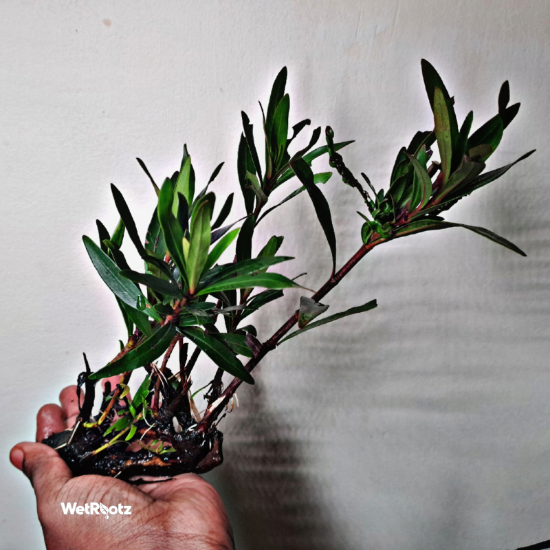 Mi Nuong (Homonoia riparia)