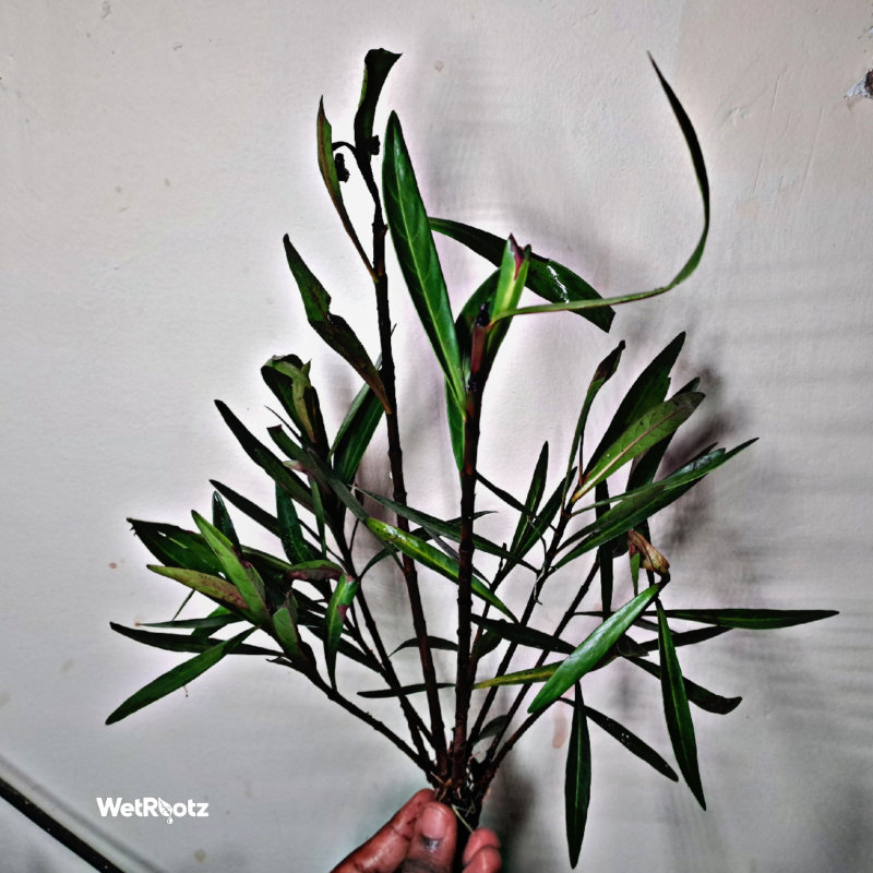 Mi Nuong (Homonoia riparia)