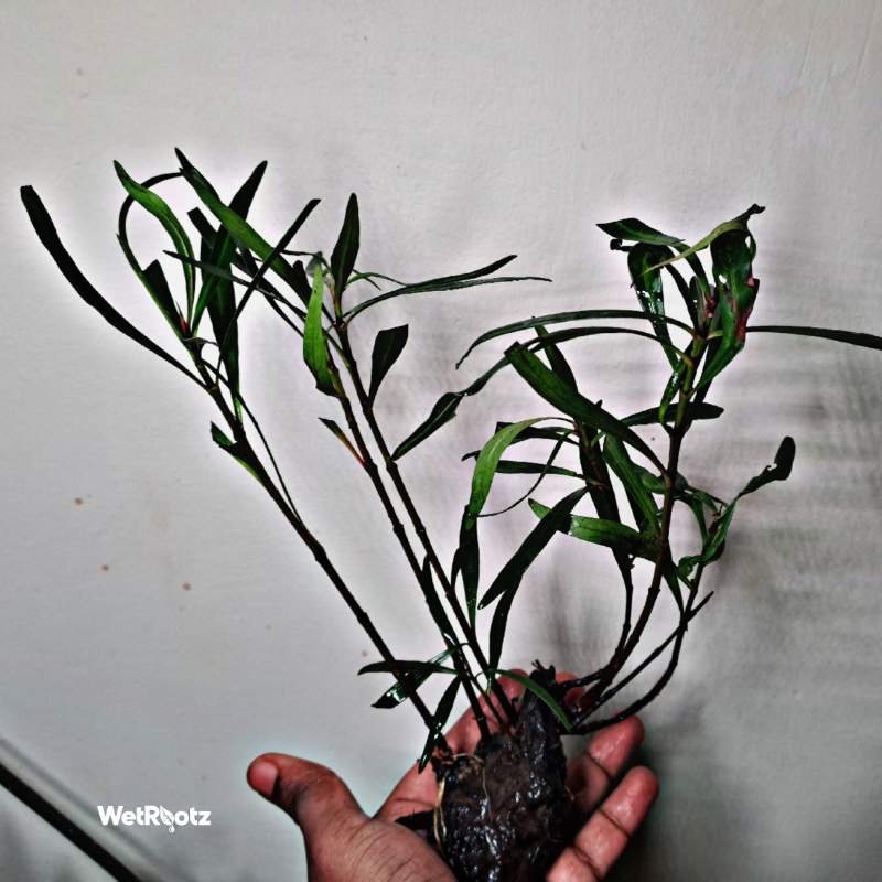 Mi Nuong (Homonoia riparia)