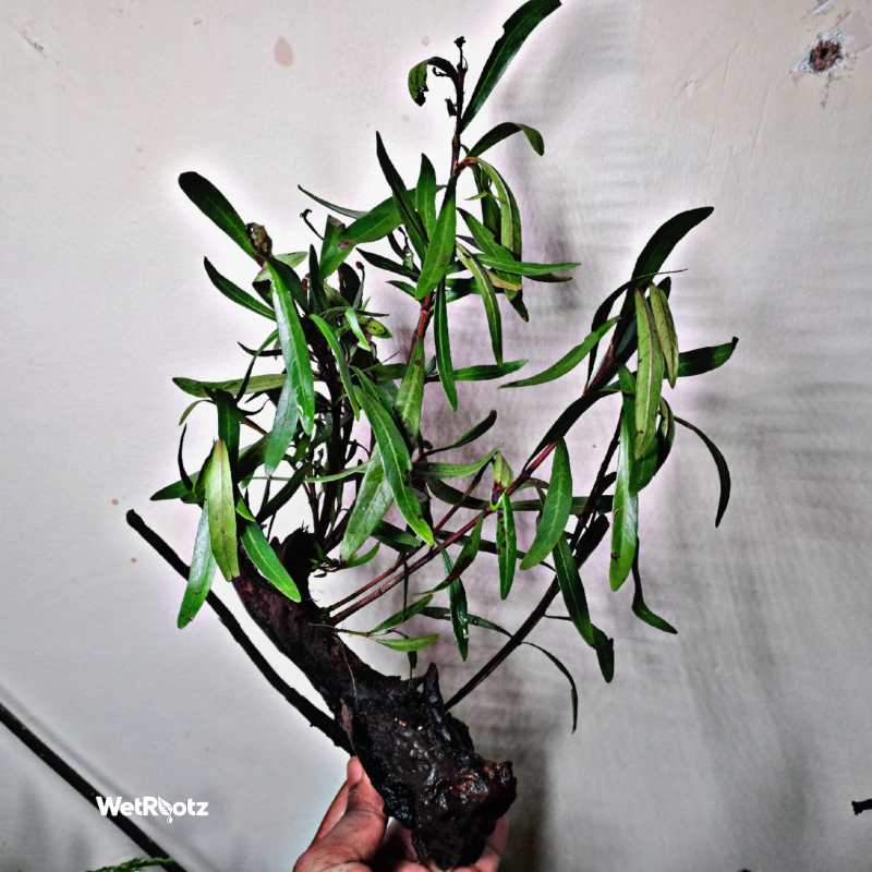 Mi Nuong (Homonoia riparia)