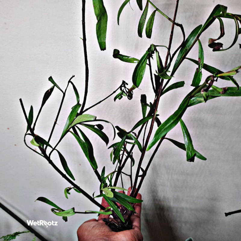 Mi Nuong (Homonoia riparia)