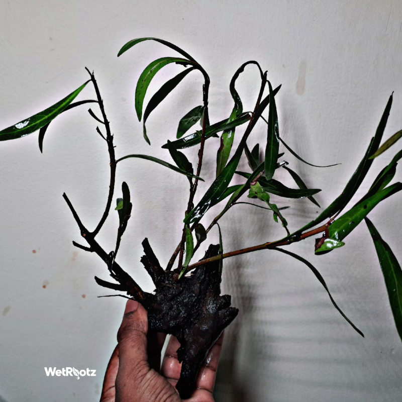Mi Nuong (Homonoia riparia)