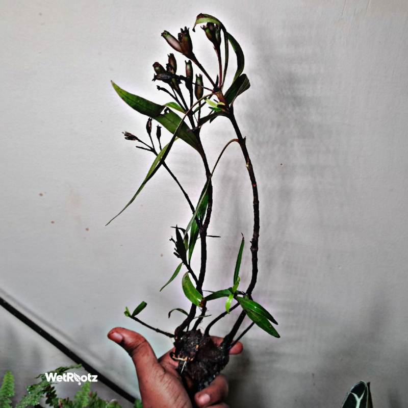Mi Nuong (Homonoia riparia)