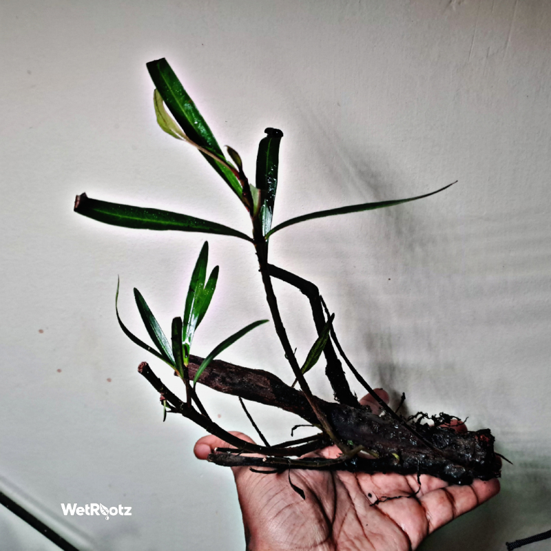 Mi Nuong (Homonoia riparia)