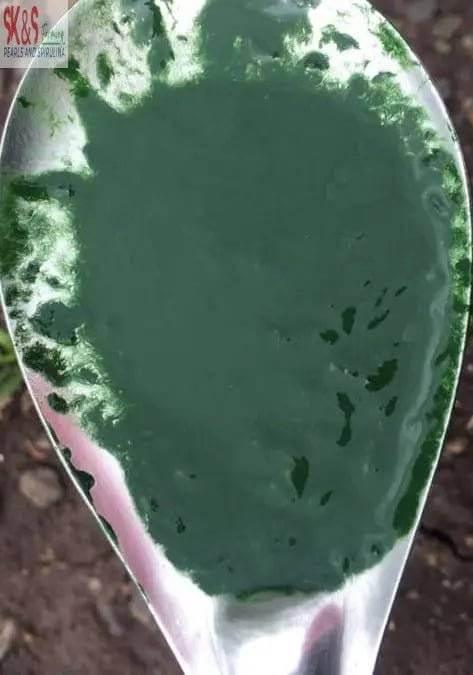 Spirulina Fertilizer – Growing Nutrition for Algae Cultivation
