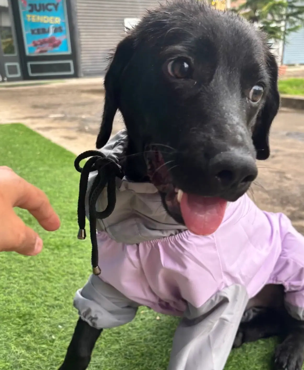 Full Body Jumpsuit Raincoat for Dogs - Waterproof & Windproof
